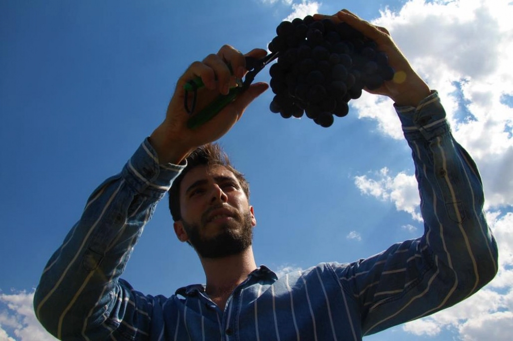 Elazığ'ın Üzüm Köyünde Erkenci Üzüm Hasadı
