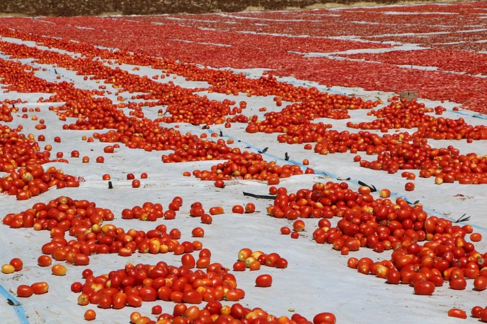 Sofralara Lezzet Katan Kurutmalık Domatesin Hasadı Başladı