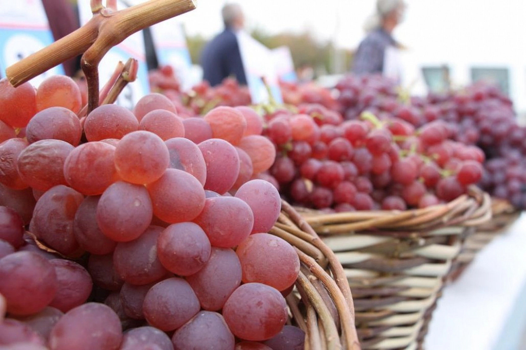 Bağ Bozumu ve Orcik Festivali Gerçekleştirildi