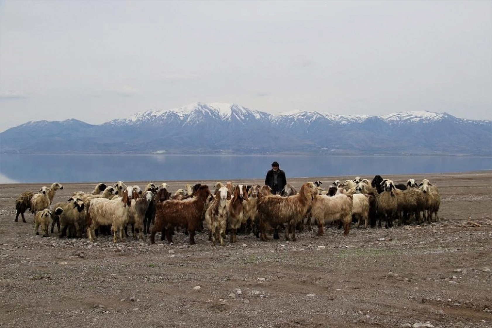 Suların Çekildiği Baraj Havzası Hayvanlara Otlak Oldu