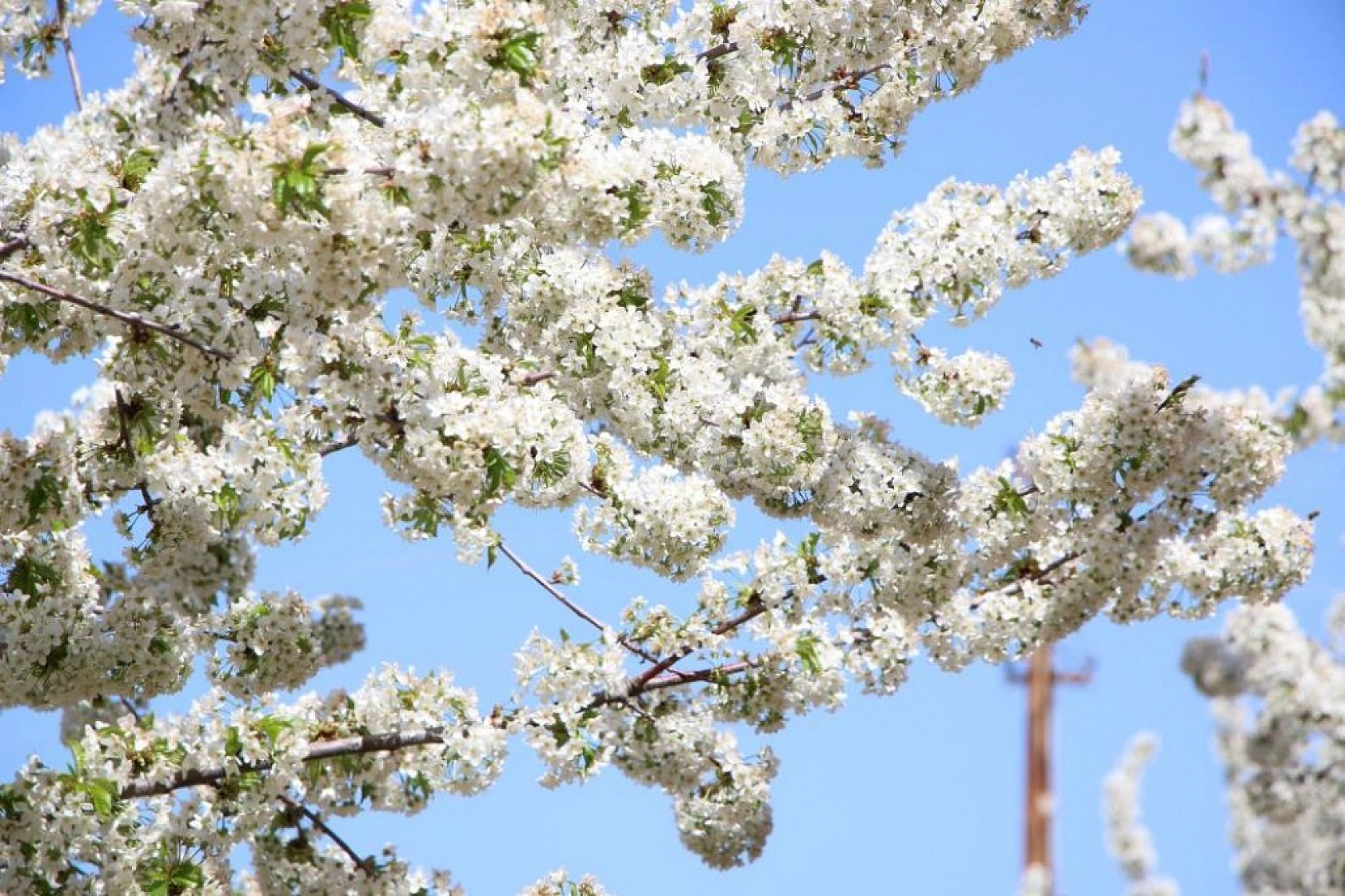 Harput Kiraz Çiçekleriyle Beyaza Büründü