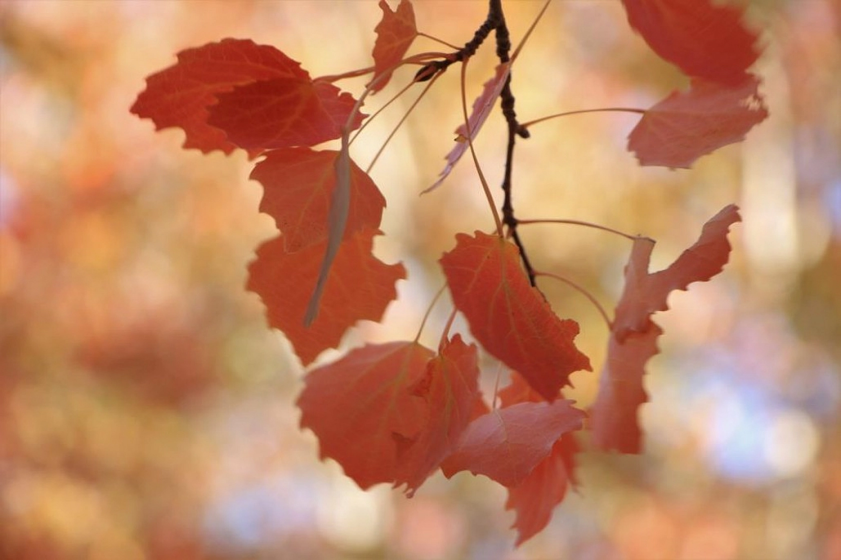 Her Mevsim Bir Başka Güzelsin El- Aziz!