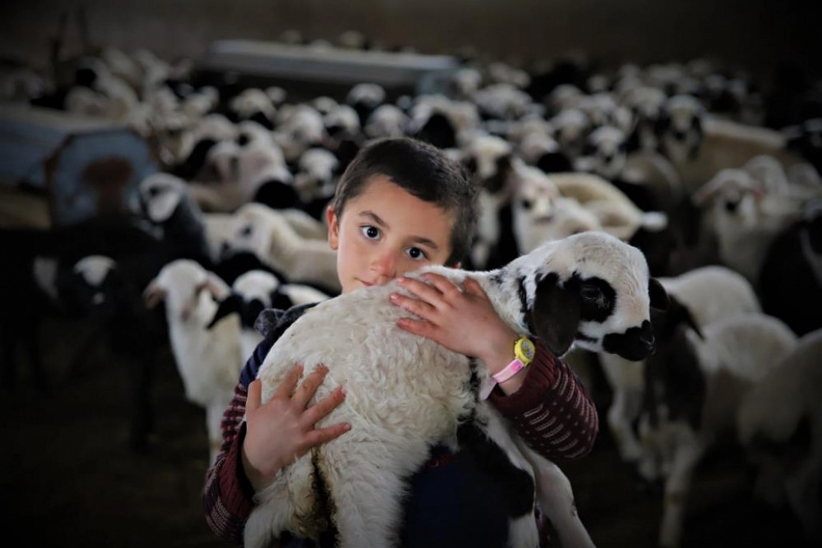 Kuzuların Anneleriyle Duygusal Buluşması