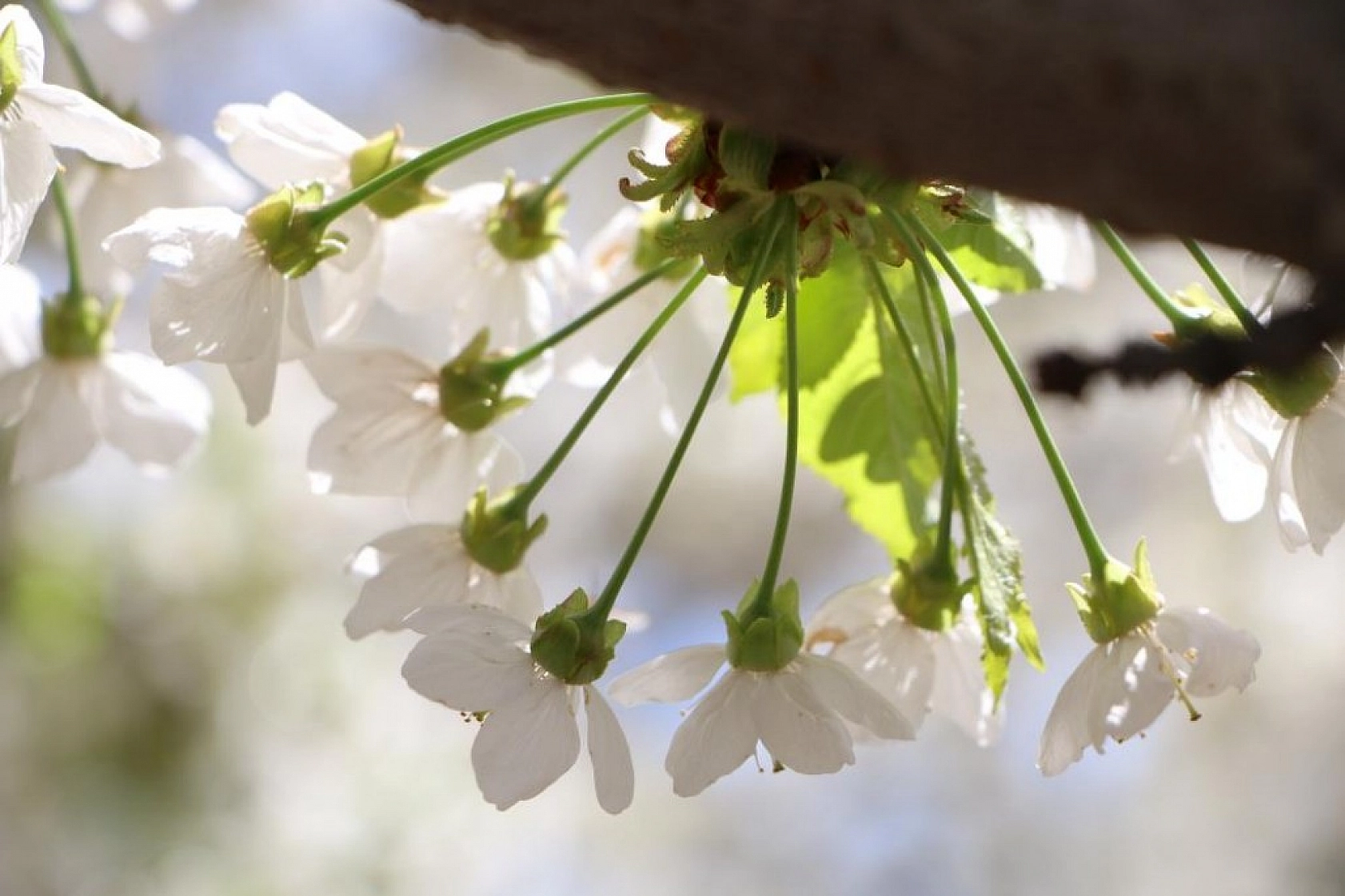 Harput Kiraz Çiçekleriyle Beyaza Büründü