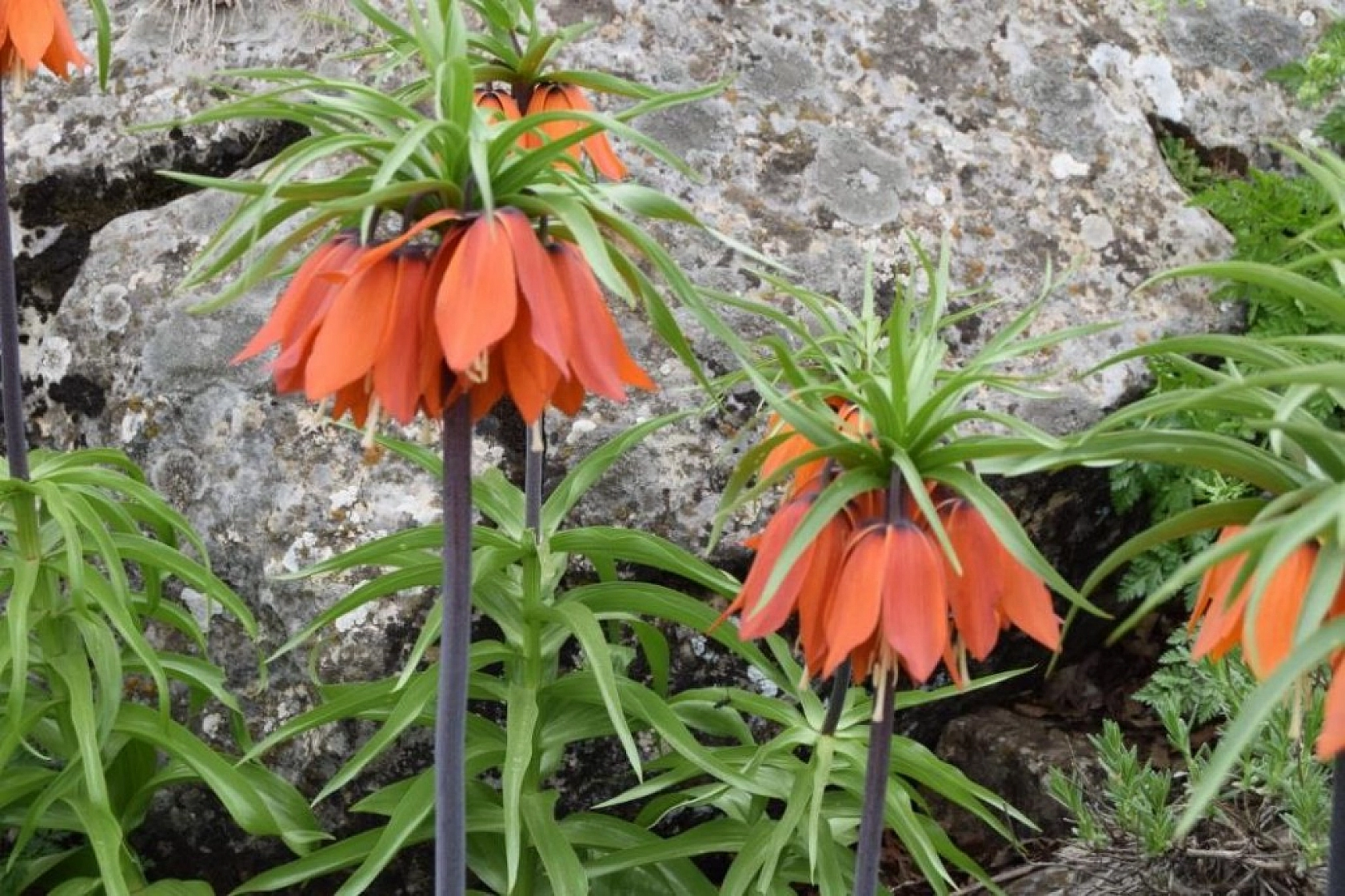 Ağlayan Gelinlerin Görsel Şöleni !