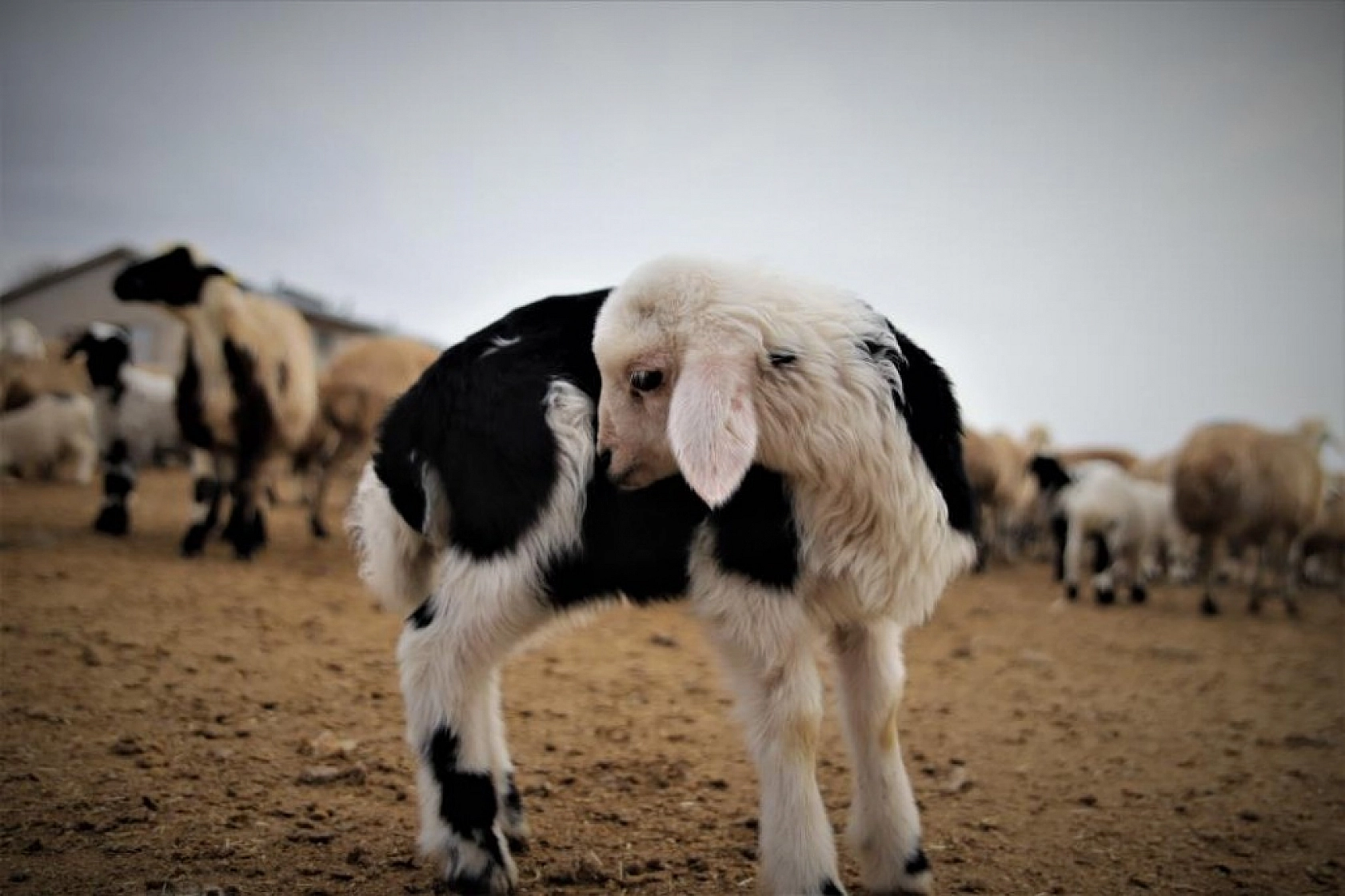Kuzuların Anneleriyle Duygusal Buluşması