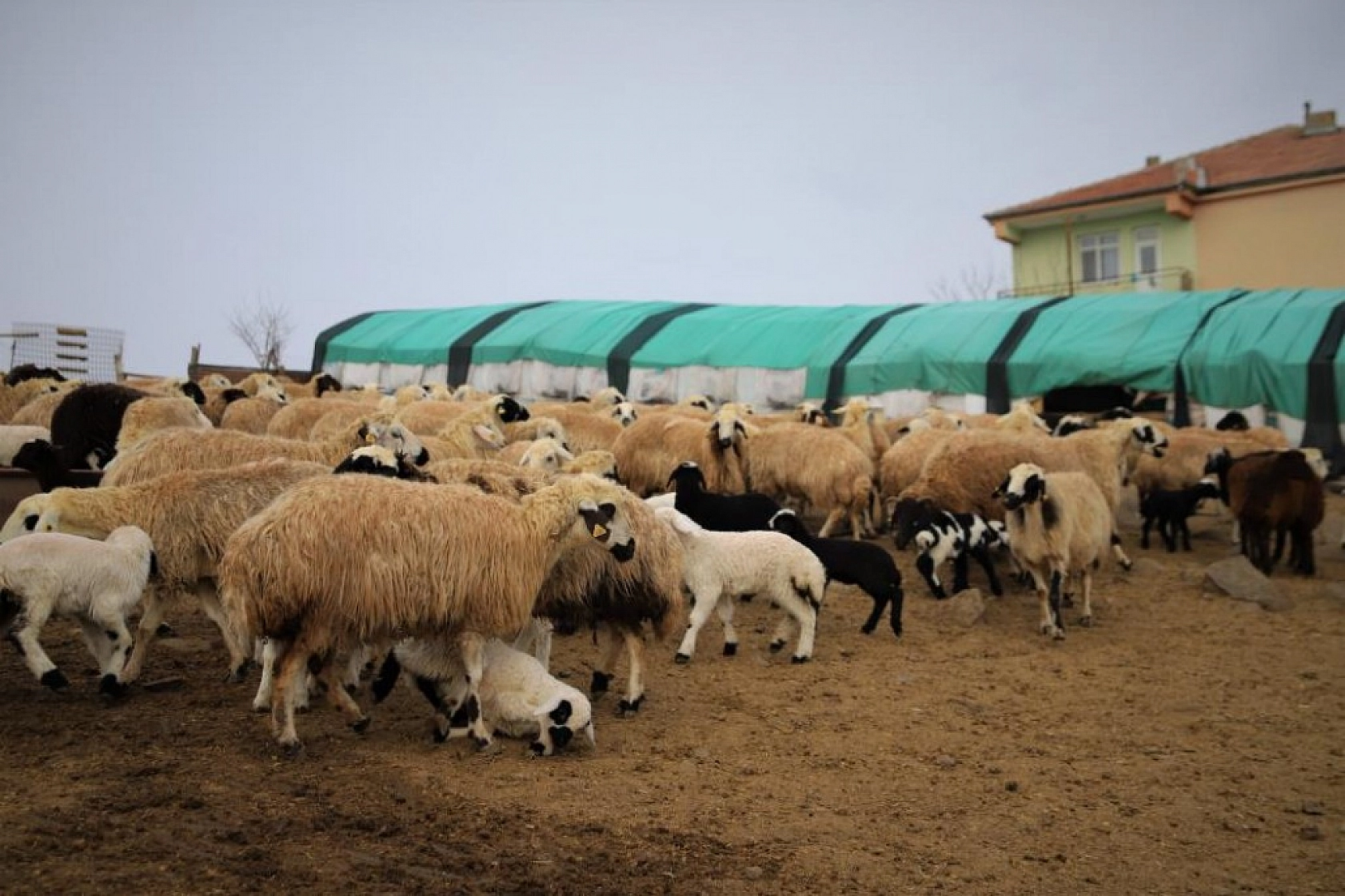 Kuzuların Anneleriyle Duygusal Buluşması