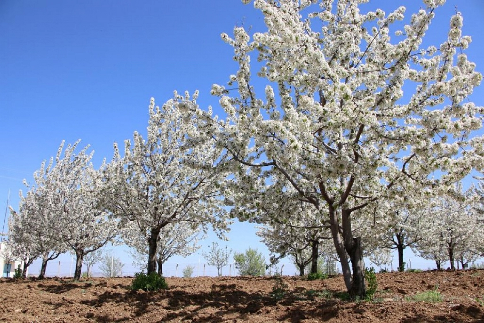 Harput Kiraz Çiçekleriyle Beyaza Büründü