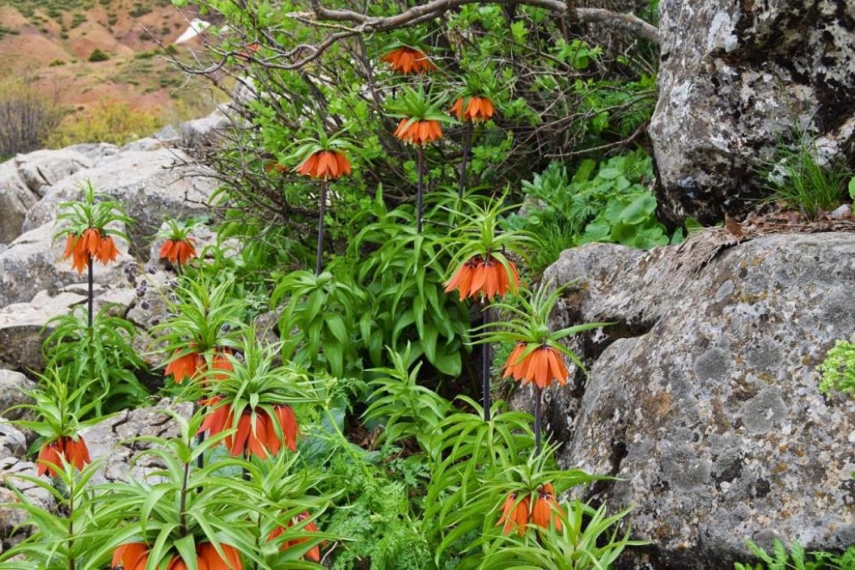 Ağlayan Gelinlerin Görsel Şöleni !