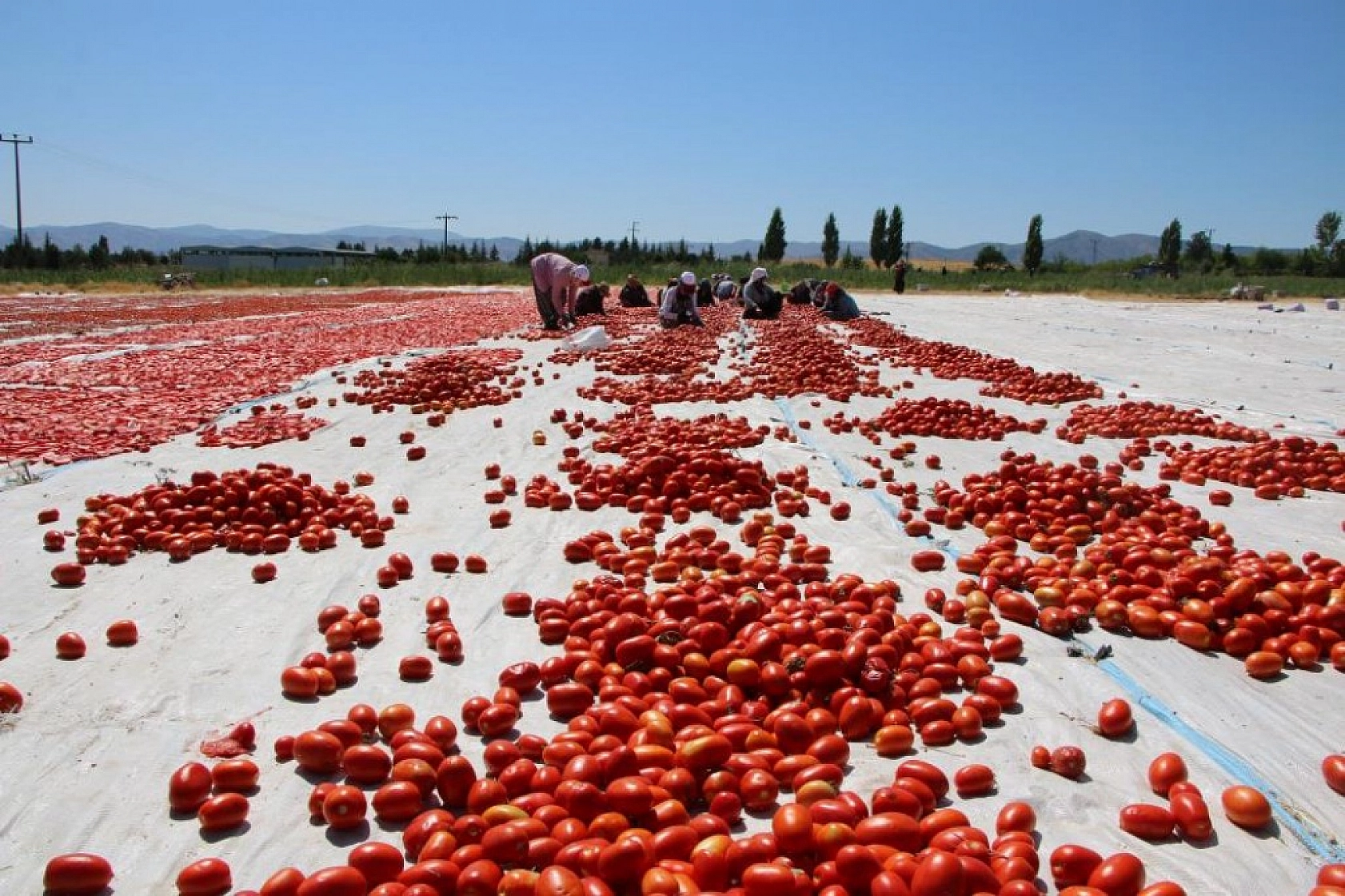 Sofralara Lezzet Katan Kurutmalık Domatesin Hasadı Başladı