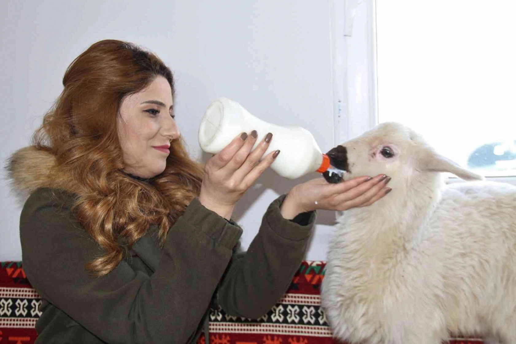 Annesini Kaybeden Kuzuyu Biberonla Besliyorlar