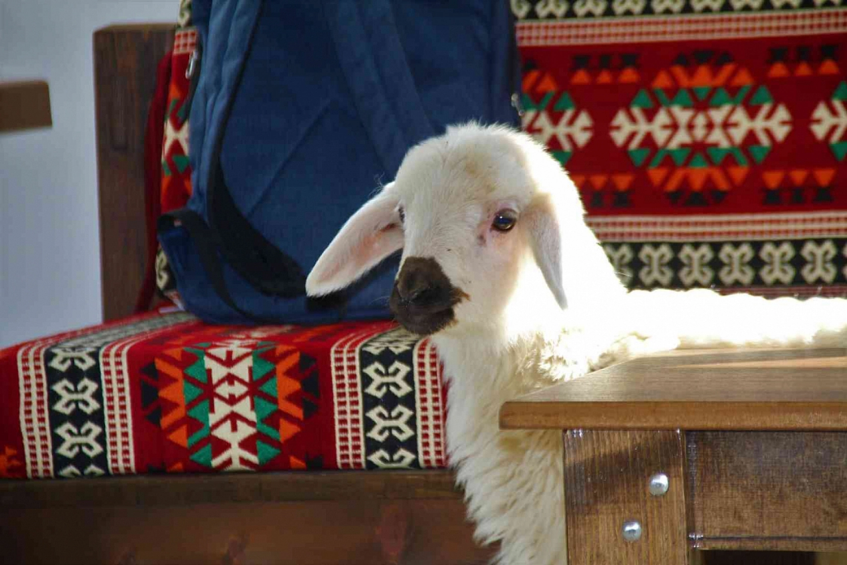 Annesini Kaybeden Kuzuyu Biberonla Besliyorlar