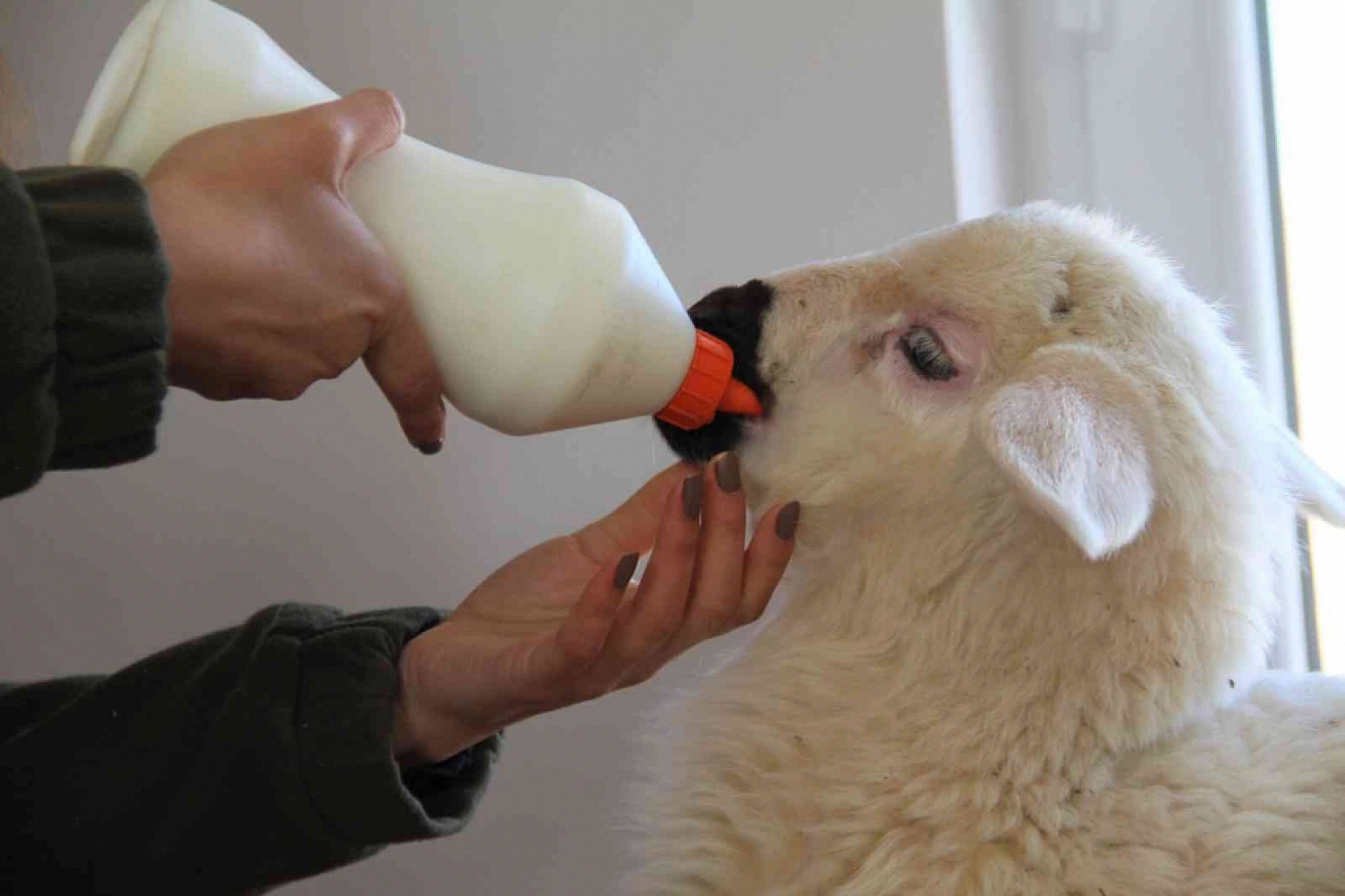 Annesini Kaybeden Kuzuyu Biberonla Besliyorlar