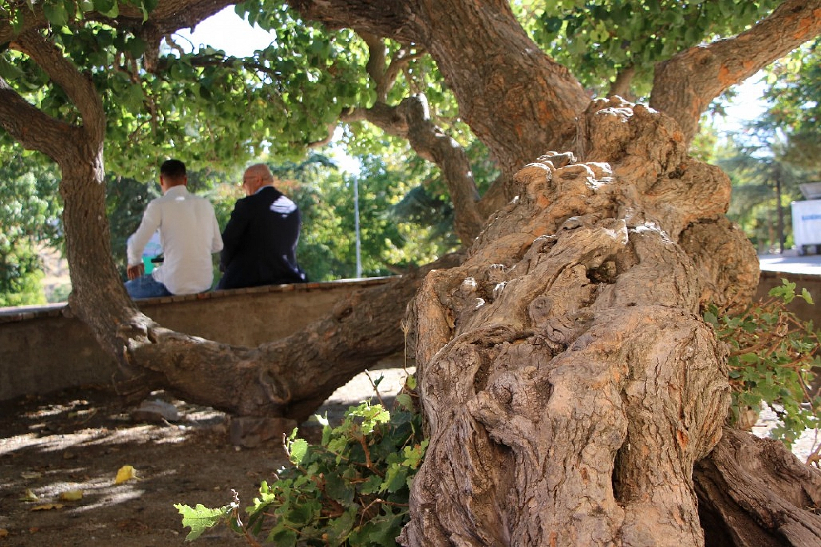 Elazığ'da ki Ağacın Hikayesi Herkesi Şaşırtıyor