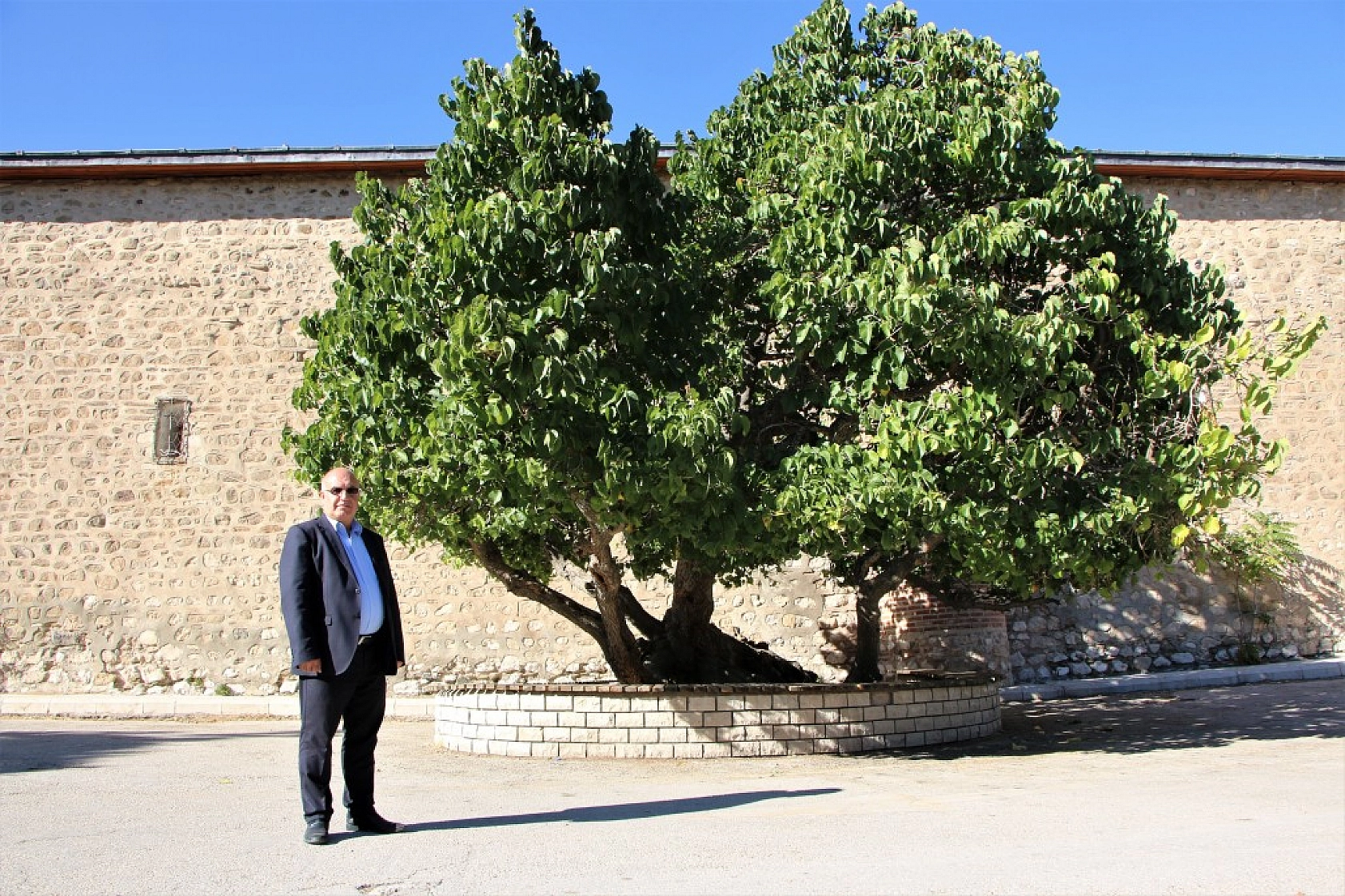Elazığ'da ki Ağacın Hikayesi Herkesi Şaşırtıyor