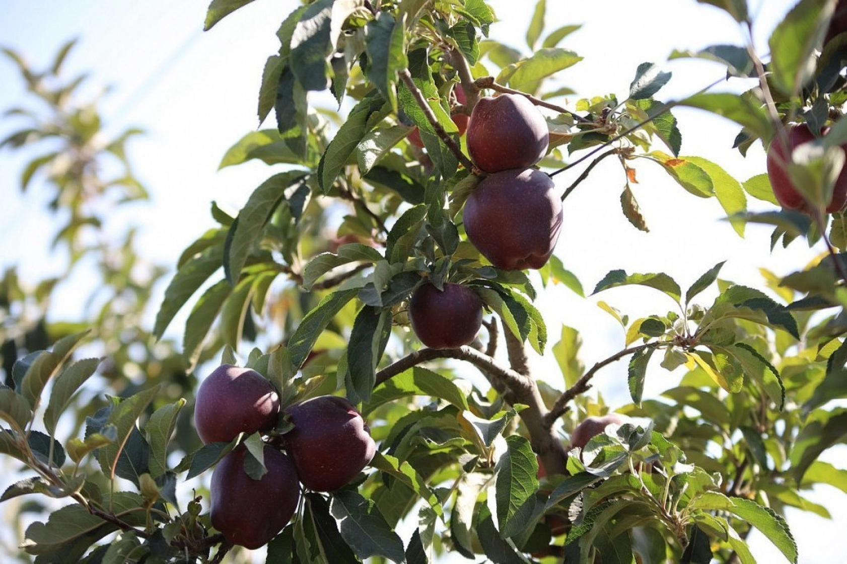 Memurluğu Bıraktı Kazancı 10 Kat Arttı