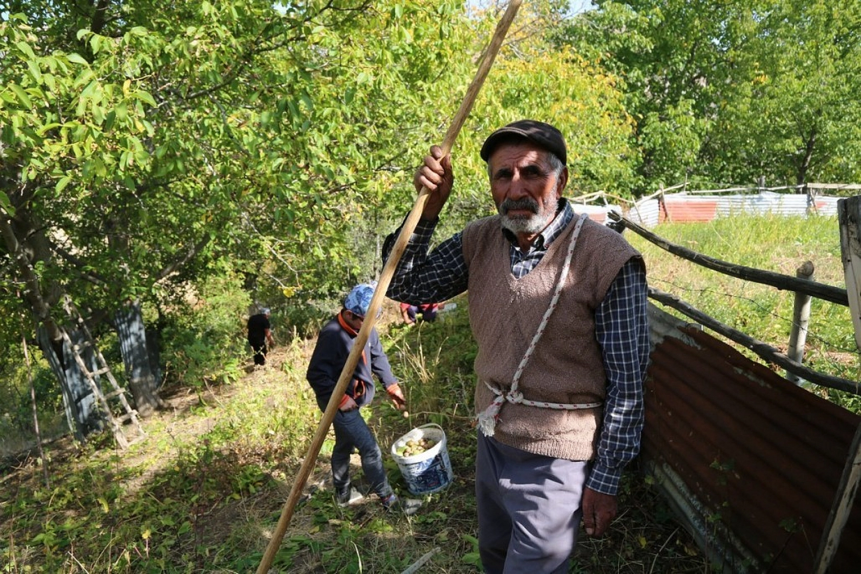 Yılda Bin 250 Ton Ceviz Hasadı Yapılıyor