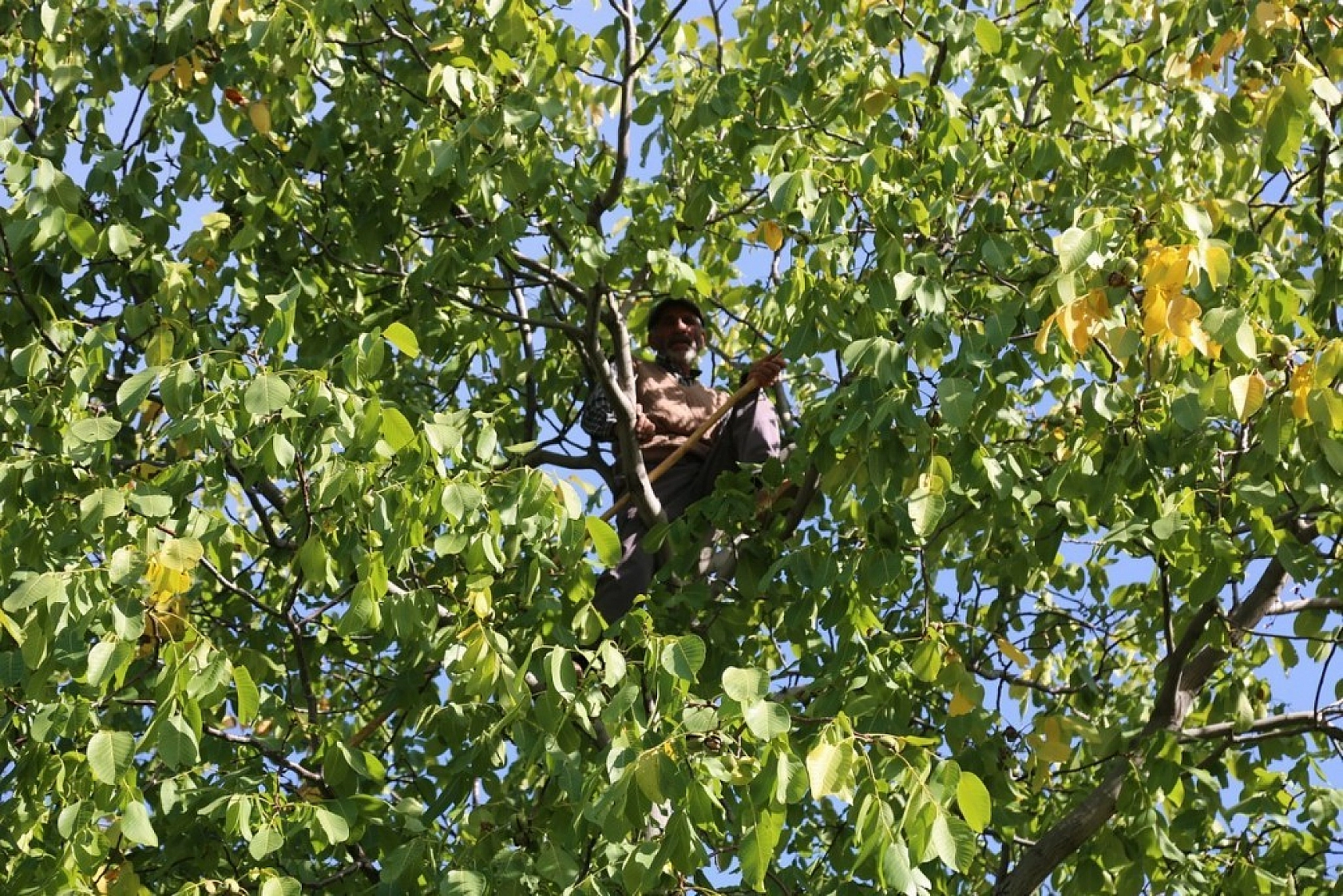 Yılda Bin 250 Ton Ceviz Hasadı Yapılıyor