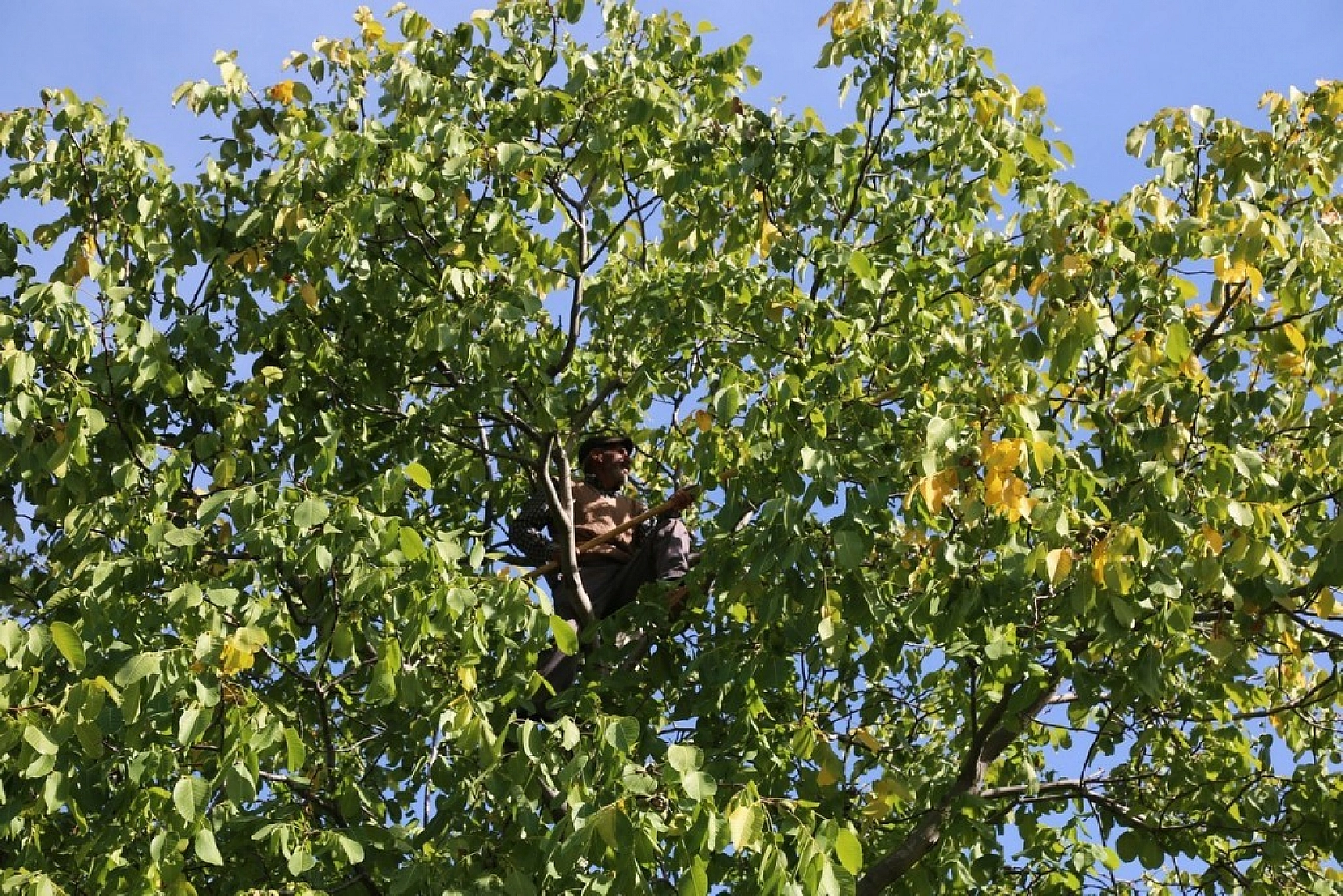 Yılda Bin 250 Ton Ceviz Hasadı Yapılıyor