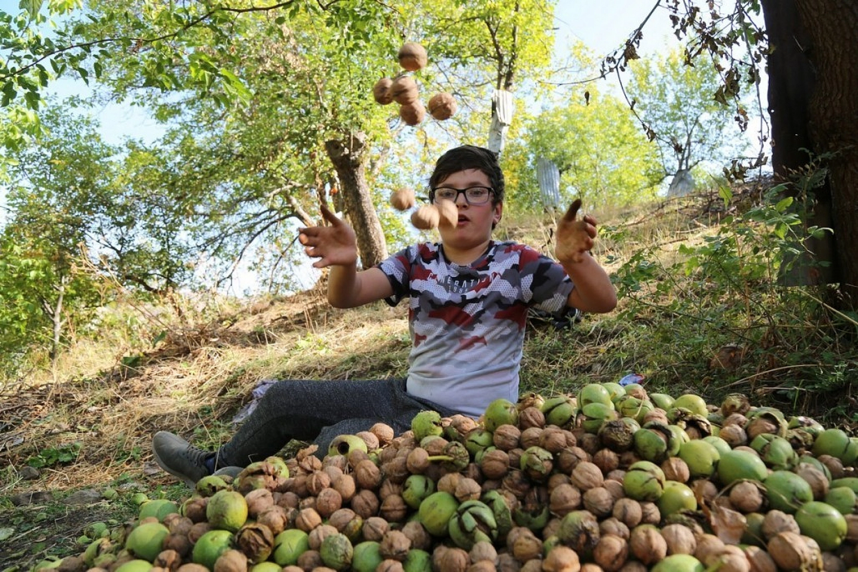 Yılda Bin 250 Ton Ceviz Hasadı Yapılıyor