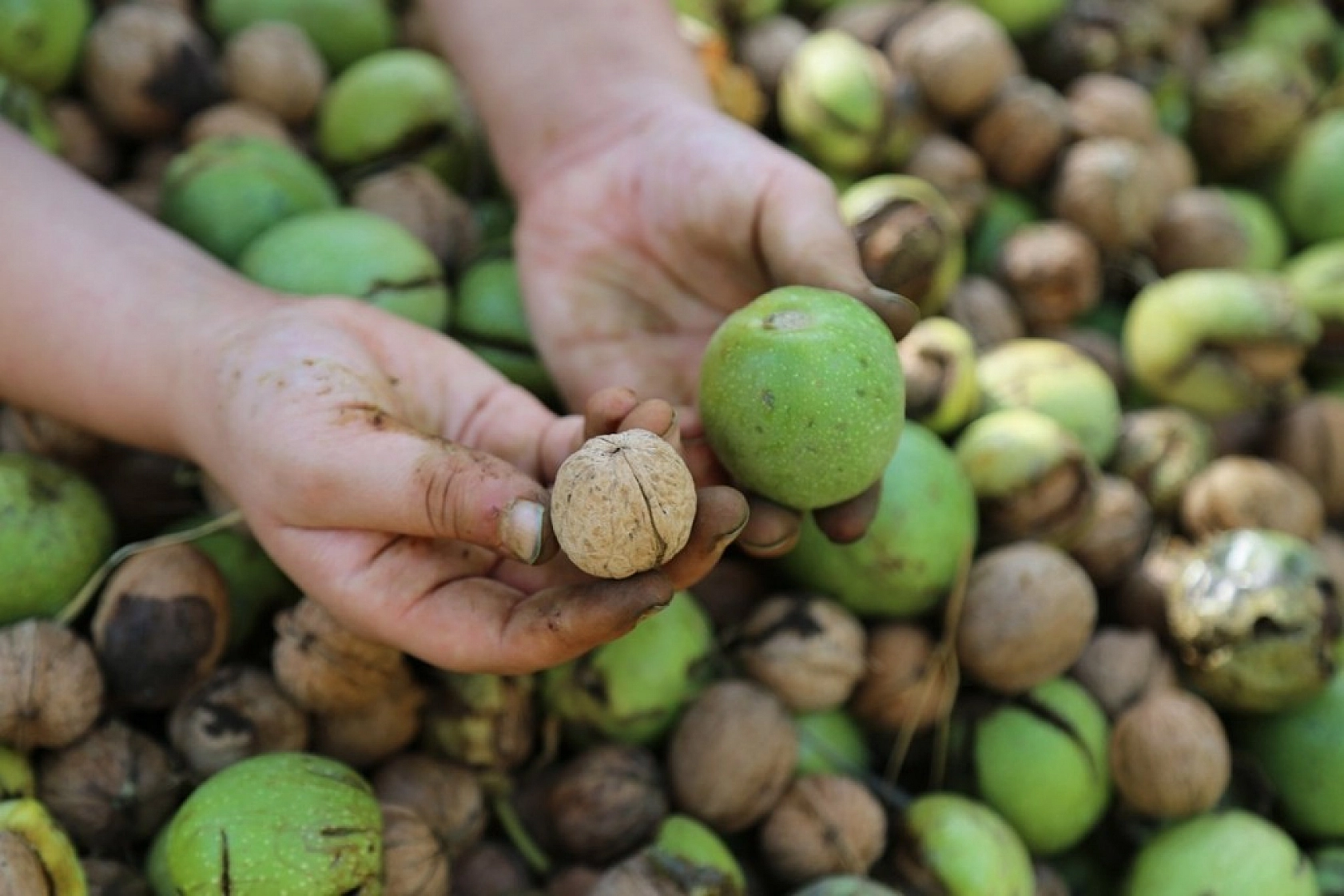Yılda Bin 250 Ton Ceviz Hasadı Yapılıyor