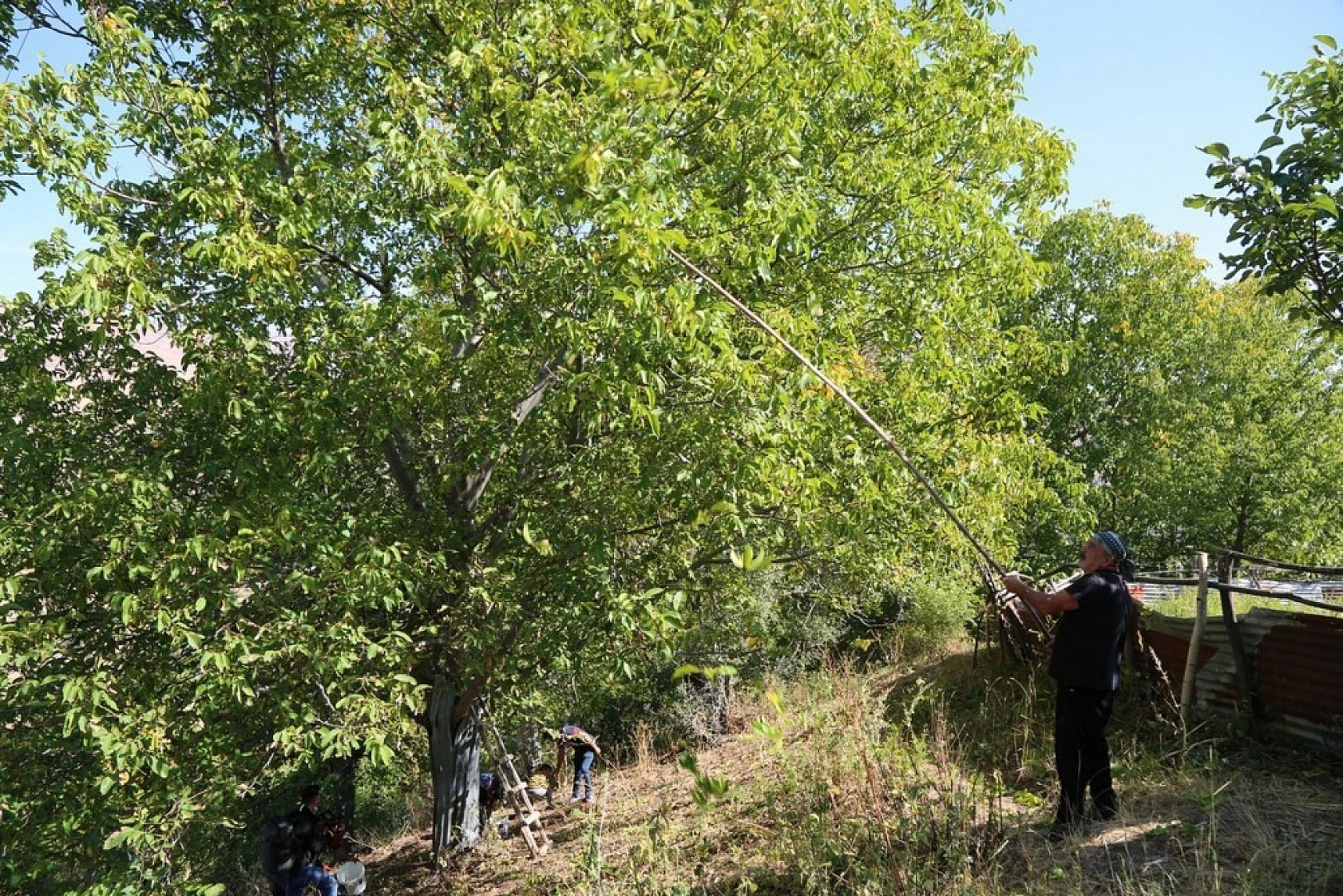 Yılda Bin 250 Ton Ceviz Hasadı Yapılıyor