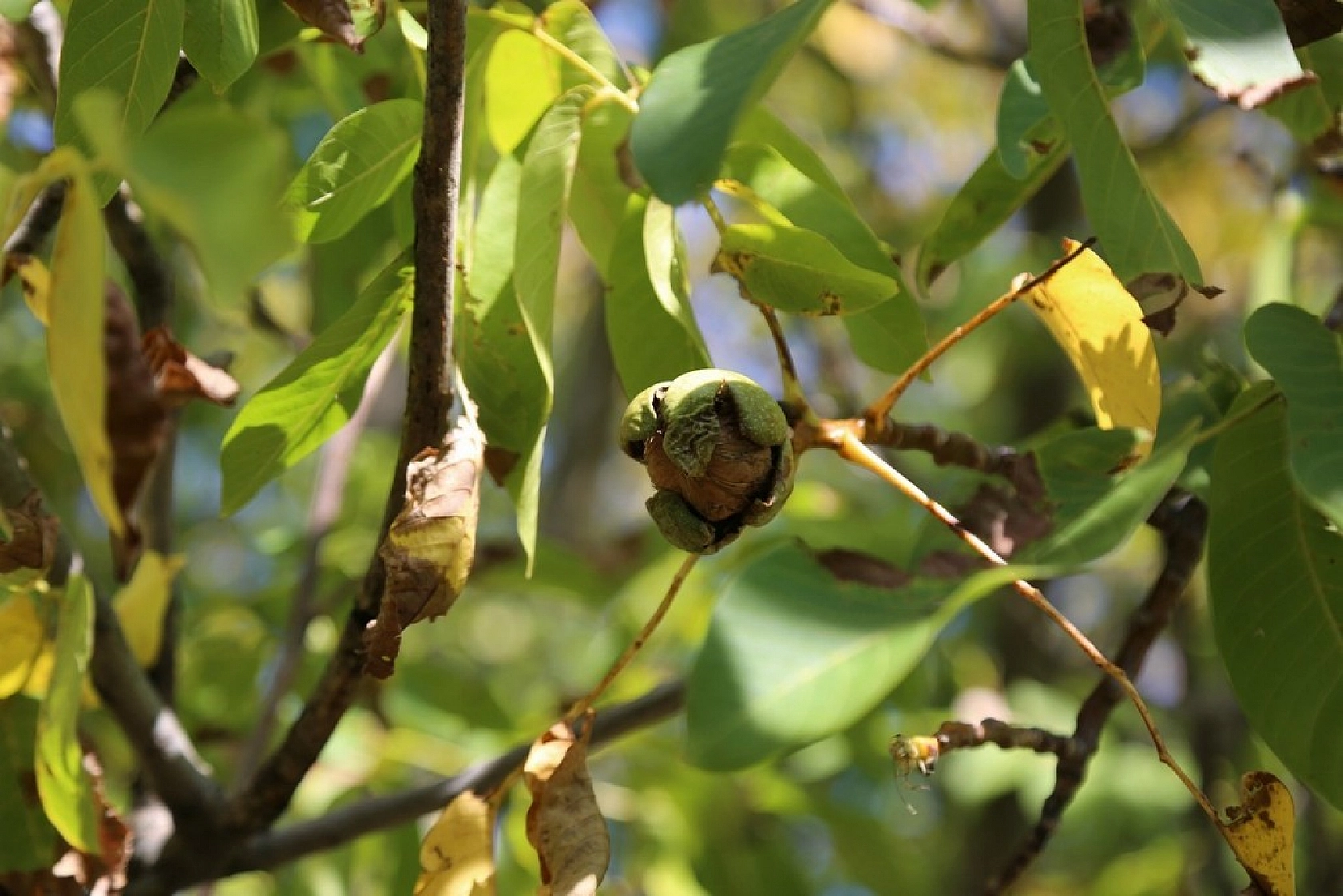 Yılda Bin 250 Ton Ceviz Hasadı Yapılıyor