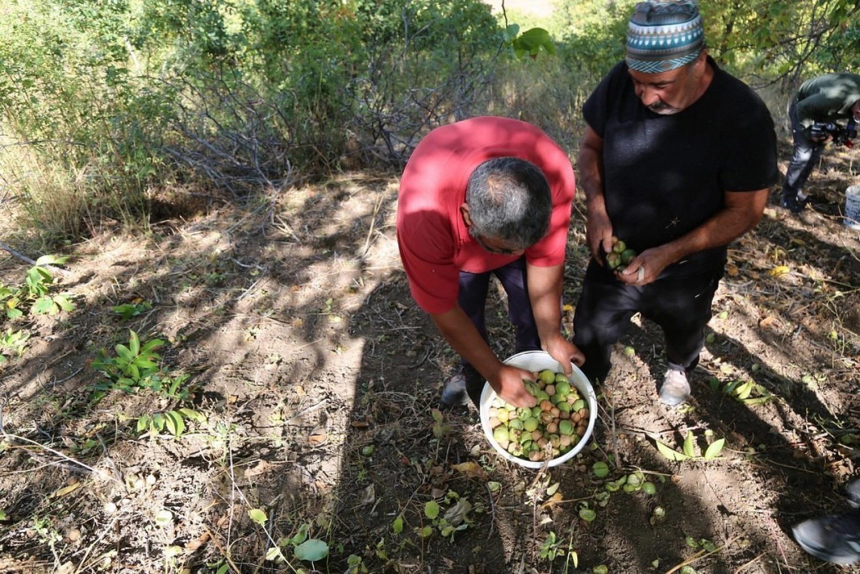 Yılda Bin 250 Ton Ceviz Hasadı Yapılıyor
