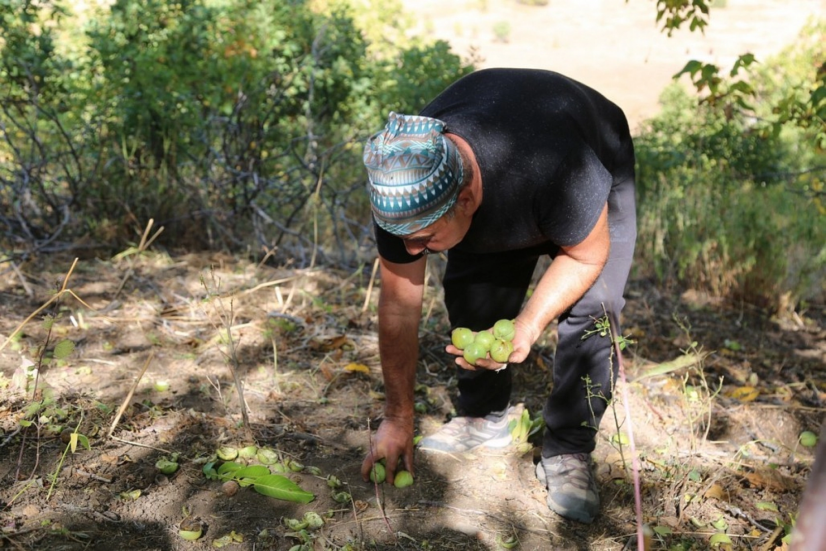 Yılda Bin 250 Ton Ceviz Hasadı Yapılıyor