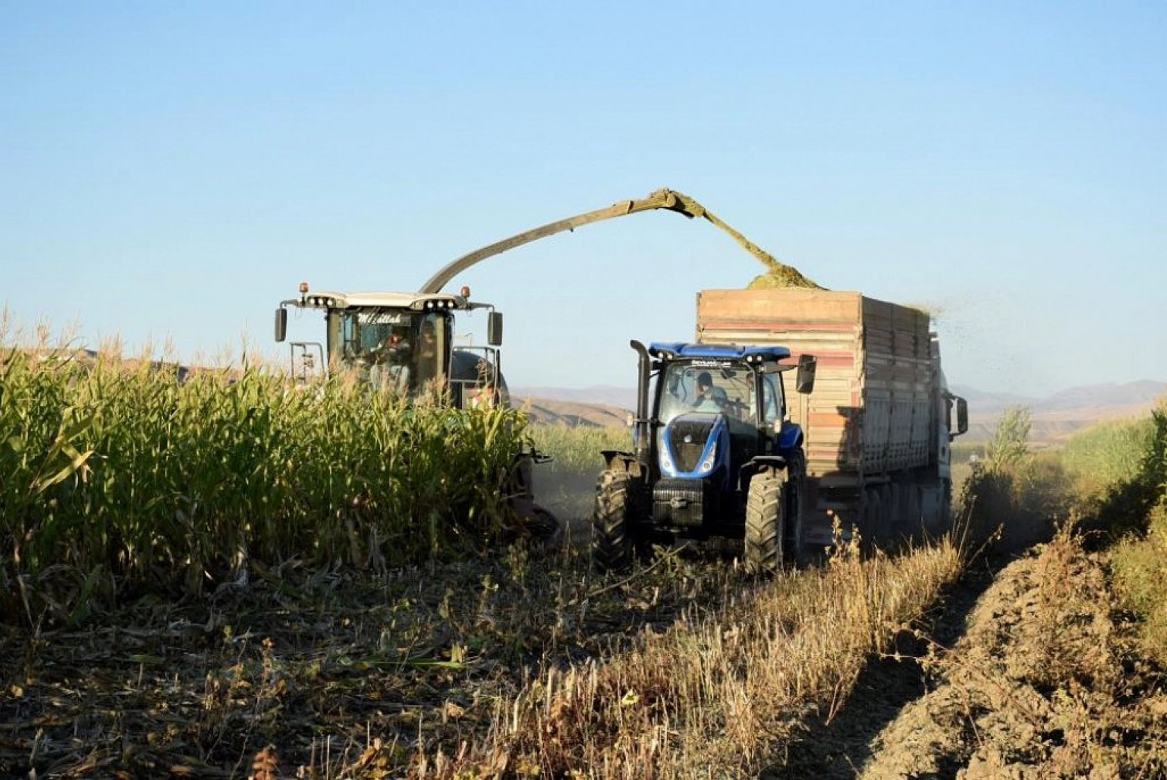 Palu'da Silajlık Mısır Hasadı Başladı!
