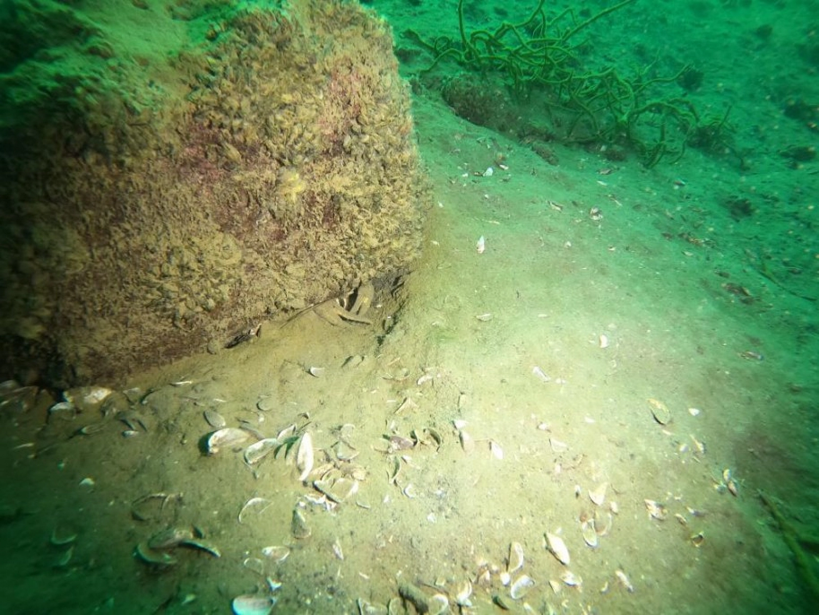 Yarımada Konumundaki Elazığ, Su Altı Flora ve Faunasıyla Dikkat Çekiyor!