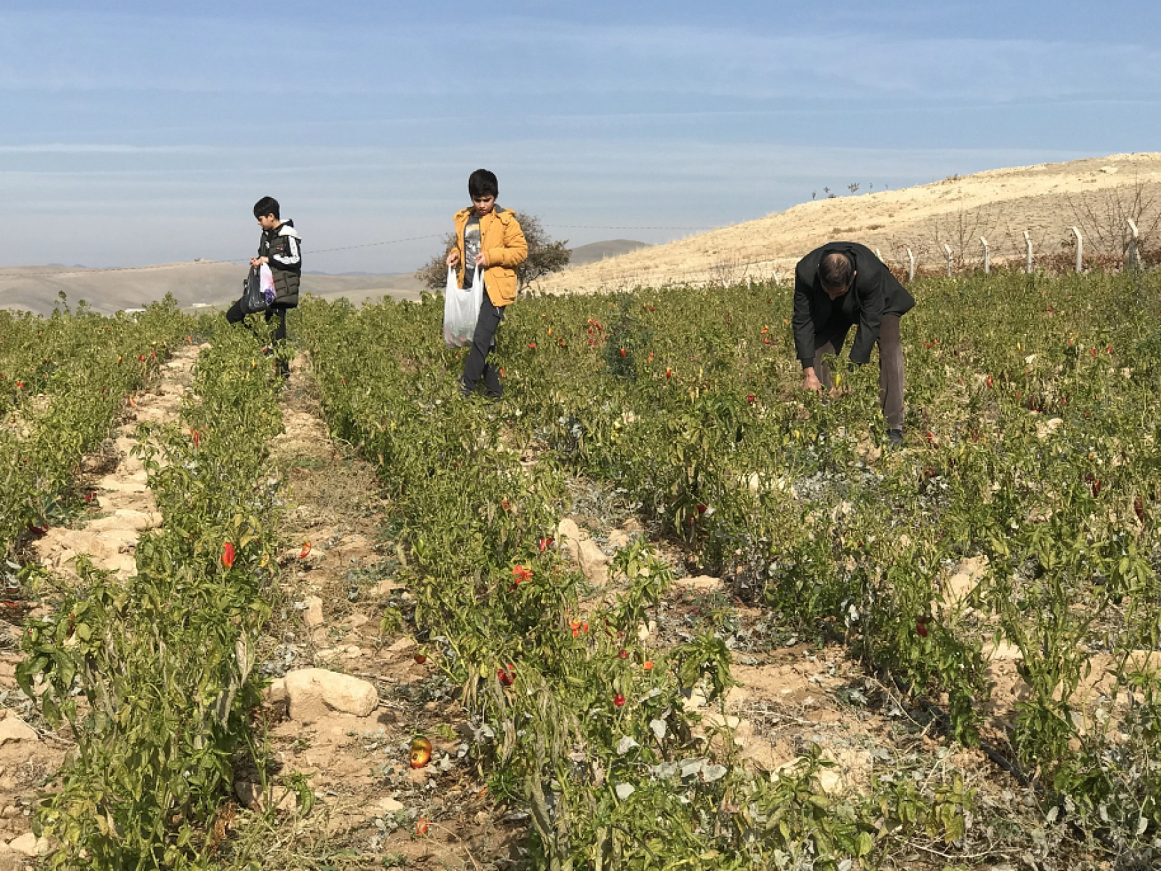 Elazığ'da Sebze Tarlasını Vatandaşlara Ücretsiz Açtı