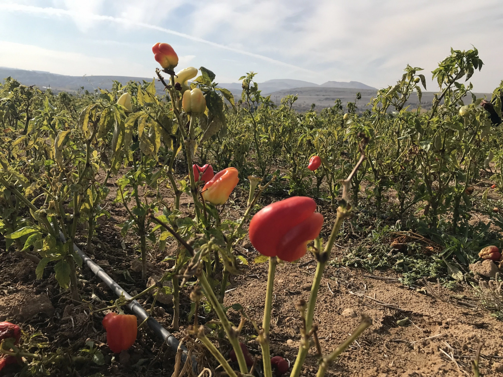 Elazığ'da Sebze Tarlasını Vatandaşlara Ücretsiz Açtı