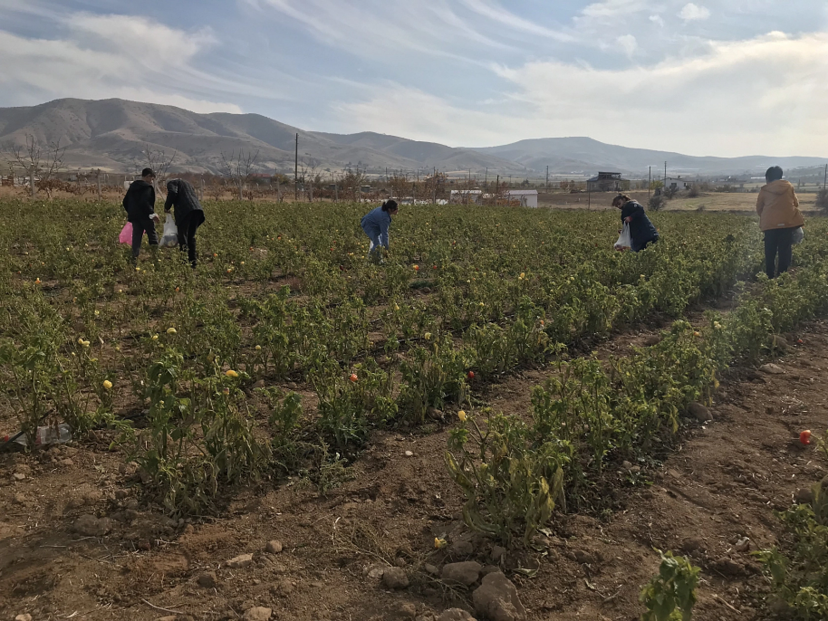 Elazığ'da Sebze Tarlasını Vatandaşlara Ücretsiz Açtı