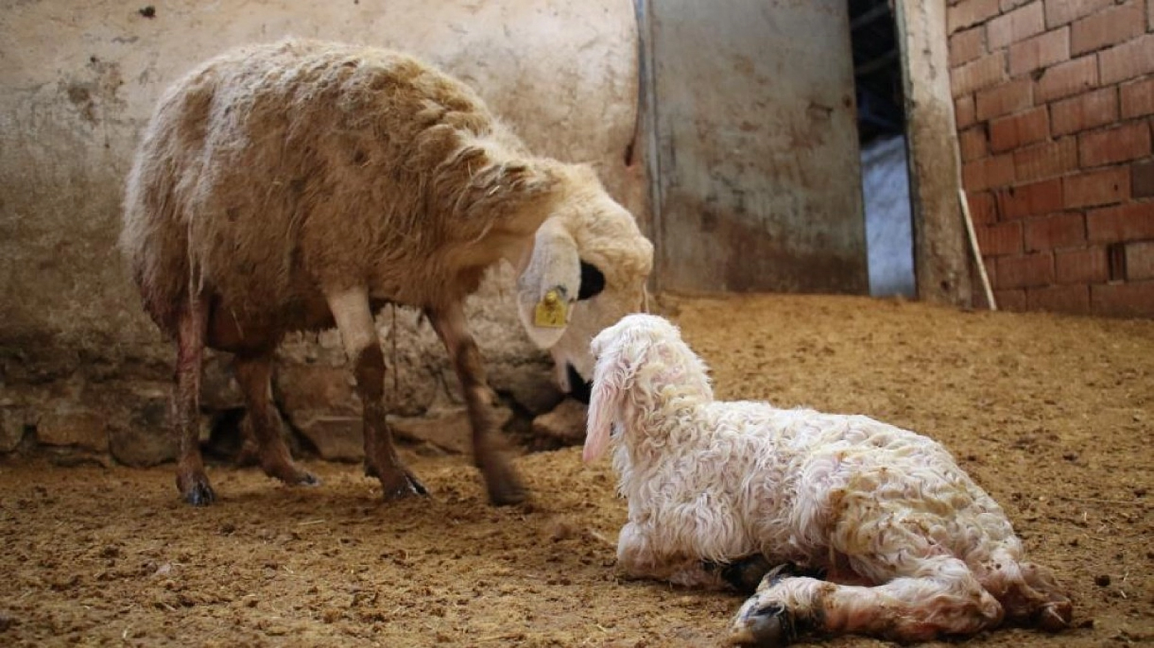 Kuzulara Kendi Bebeği Gibi Bakıyor