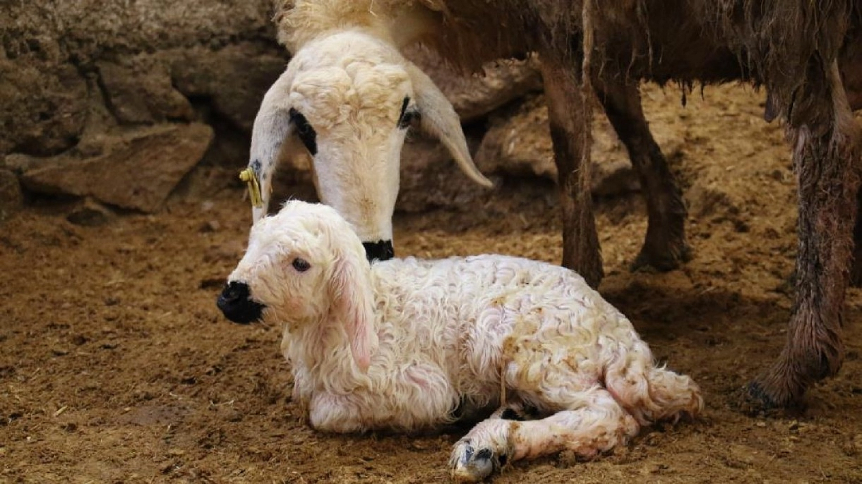 Kuzulara Kendi Bebeği Gibi Bakıyor