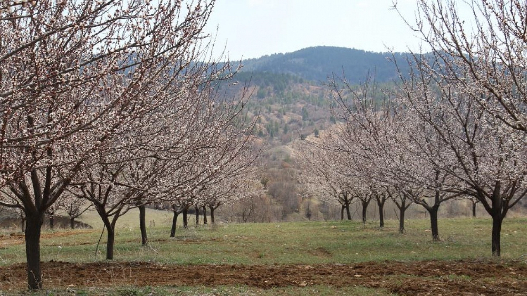 Elazığ'da Ağaçlar Beyaz Gelinliğini Giyindi