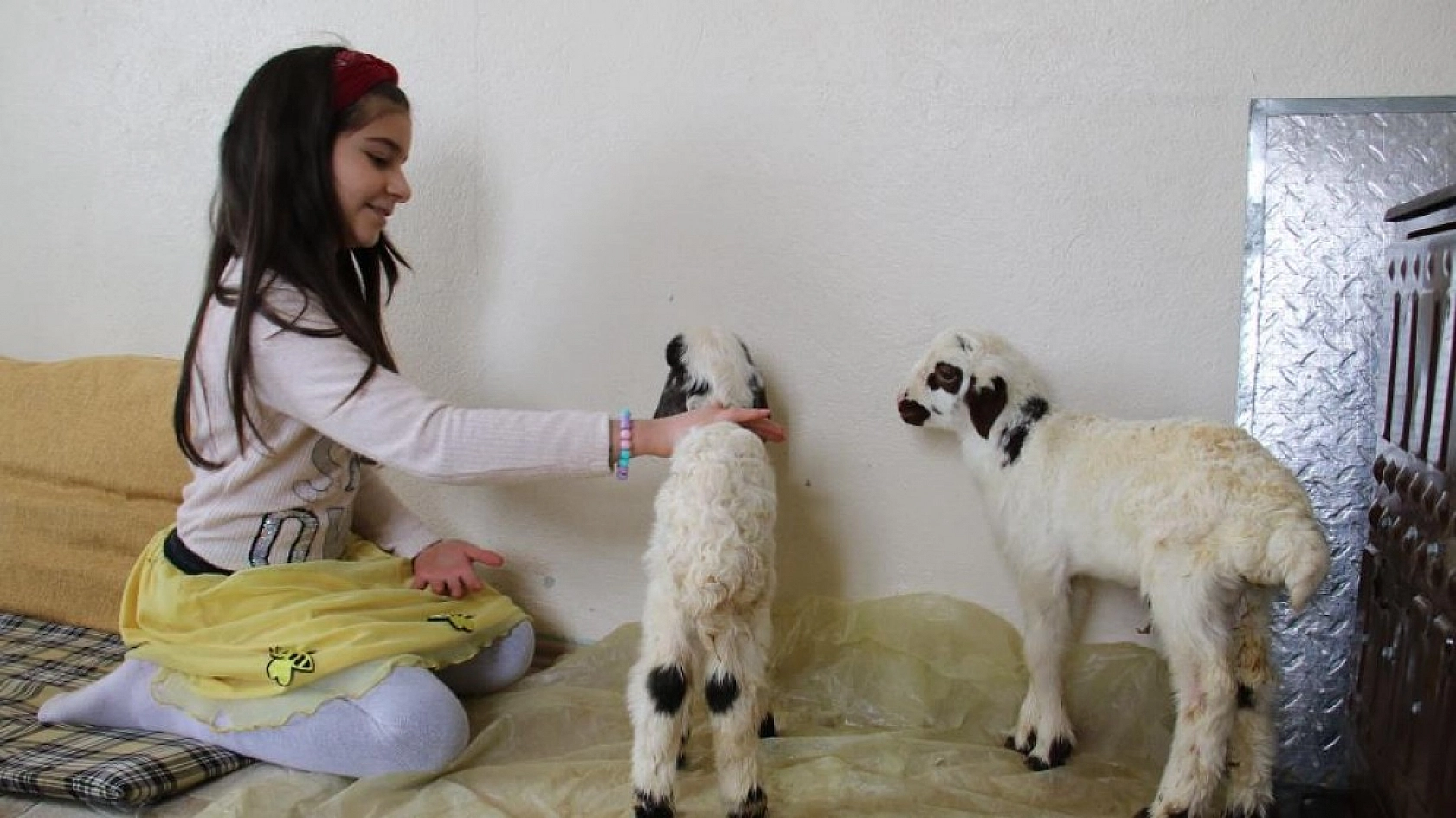 Kuzulara Kendi Bebeği Gibi Bakıyor