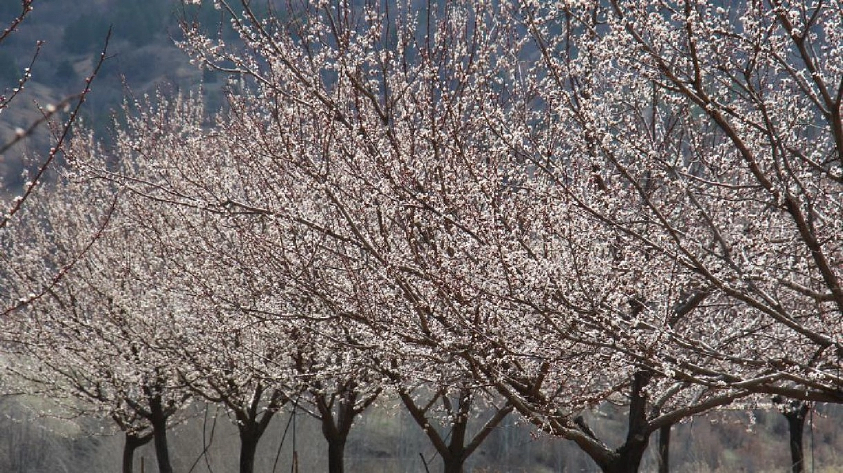 Elazığ'da Ağaçlar Beyaz Gelinliğini Giyindi