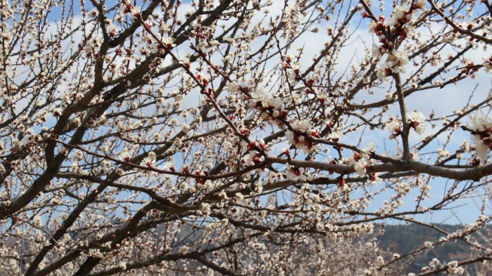 Elazığ'da Ağaçlar Beyaz Gelinliğini Giyindi