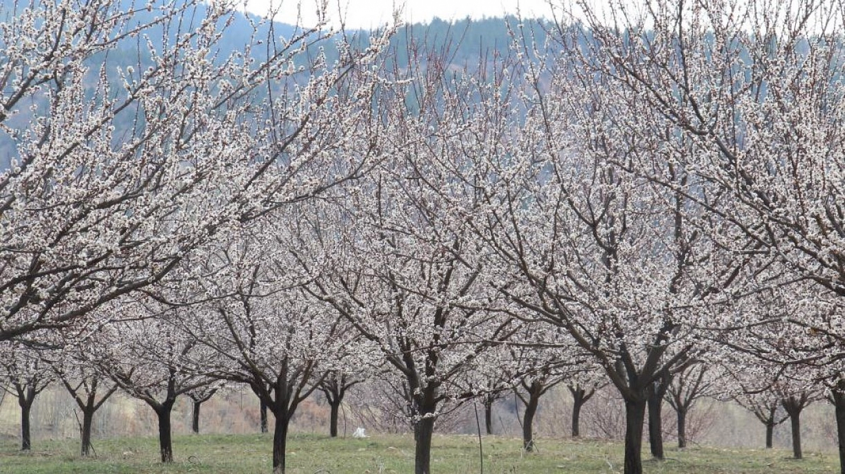 Elazığ'da Ağaçlar Beyaz Gelinliğini Giyindi