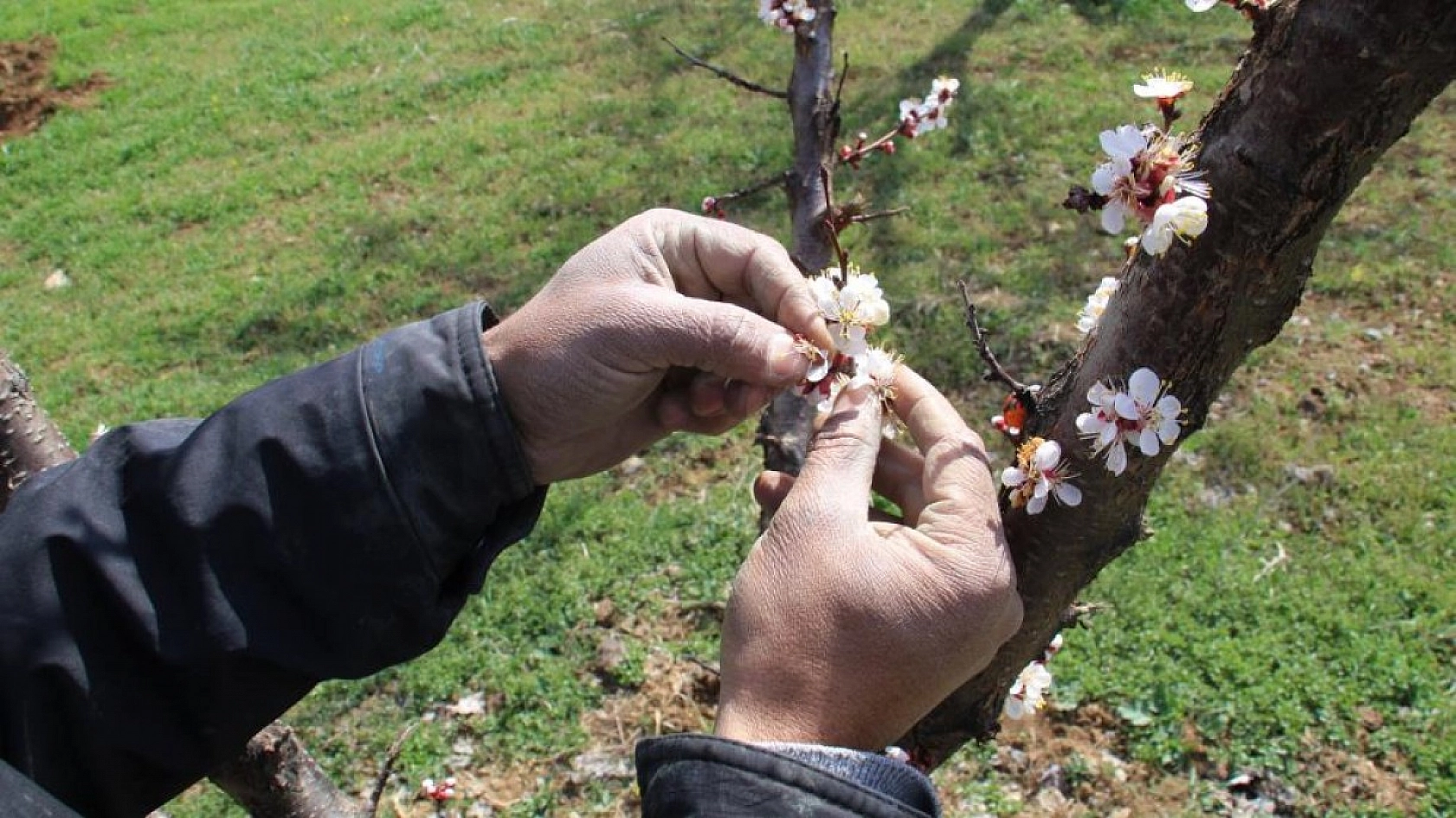 Elazığ'da Ağaçlar Beyaz Gelinliğini Giyindi