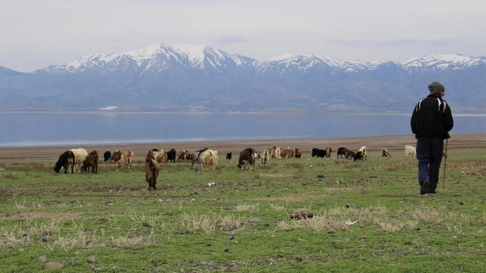 Suların Çekildiği Baraj Havzası Hayvanlara Otlak Oldu