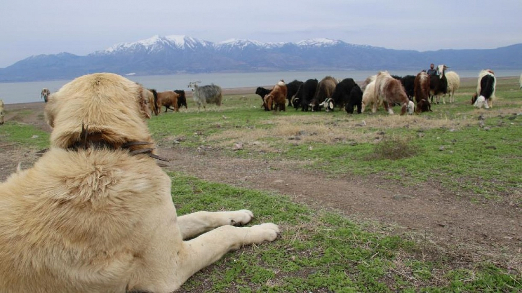 Suların Çekildiği Baraj Havzası Hayvanlara Otlak Oldu