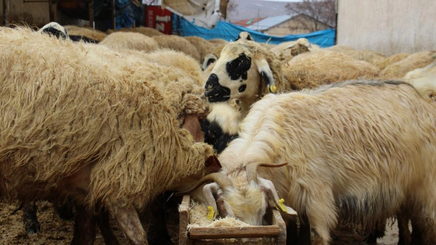 Kuzulara Kendi Bebeği Gibi Bakıyor