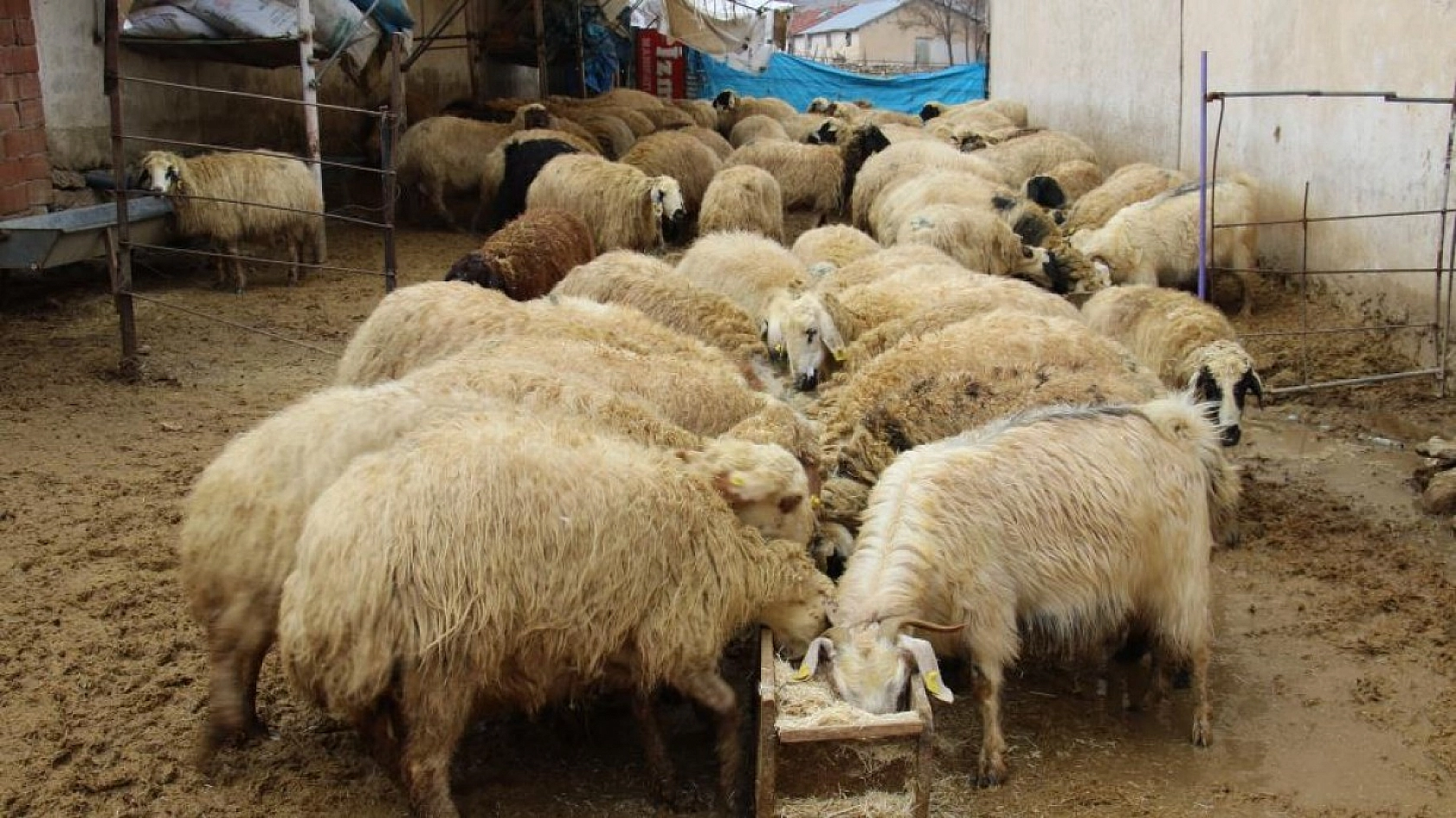 Kuzulara Kendi Bebeği Gibi Bakıyor