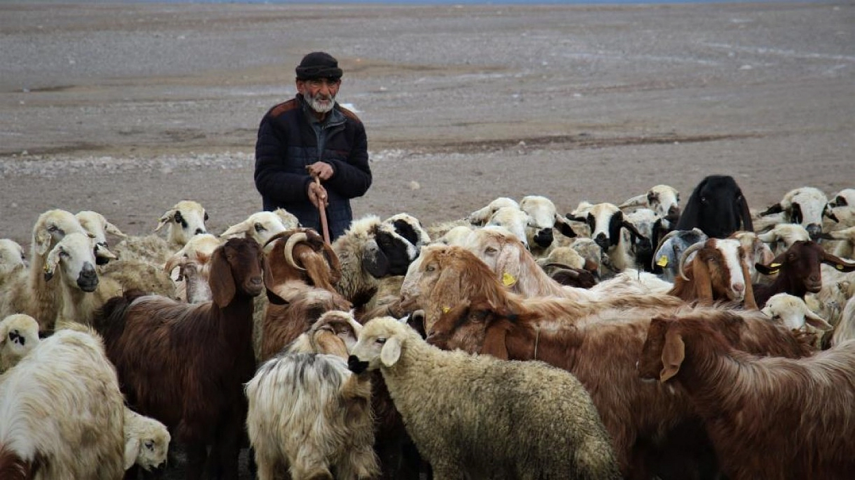 Suların Çekildiği Baraj Havzası Hayvanlara Otlak Oldu
