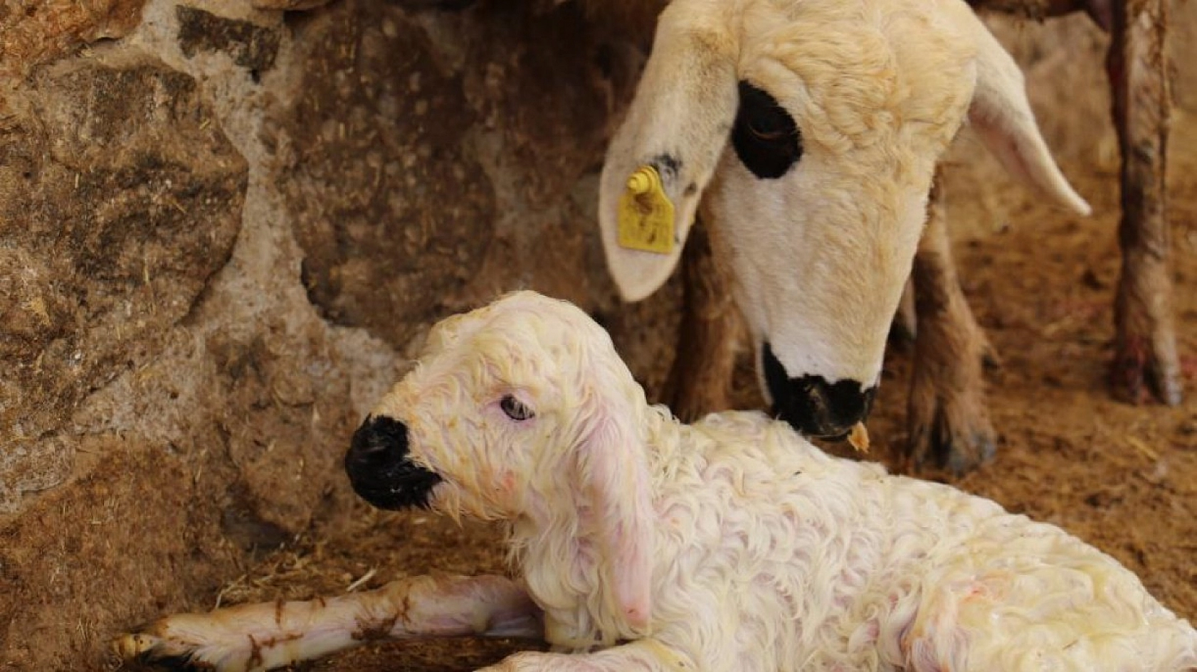 Kuzulara Kendi Bebeği Gibi Bakıyor
