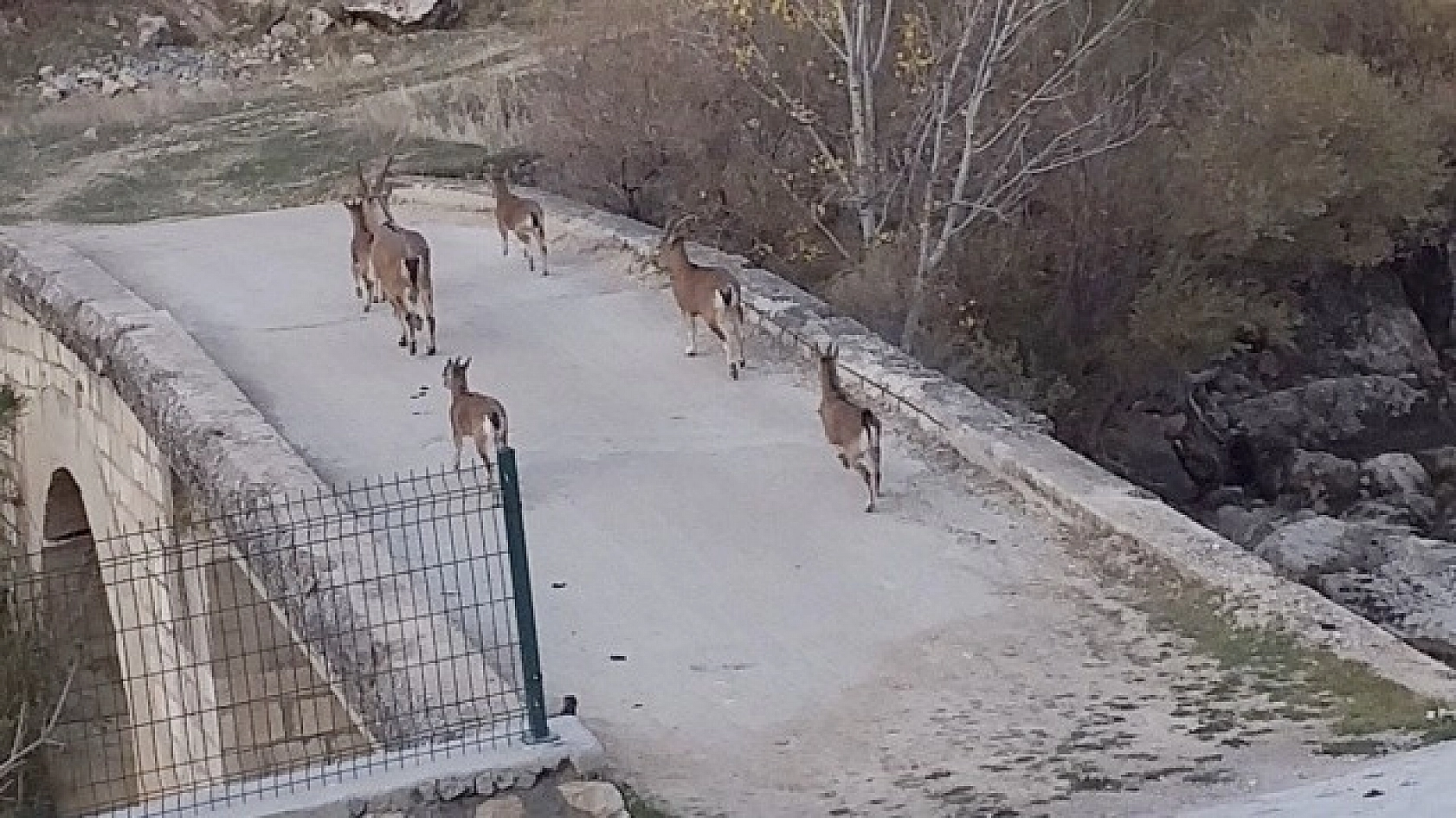 İlk Defa Bu Kadar Yakından Görüntülendi