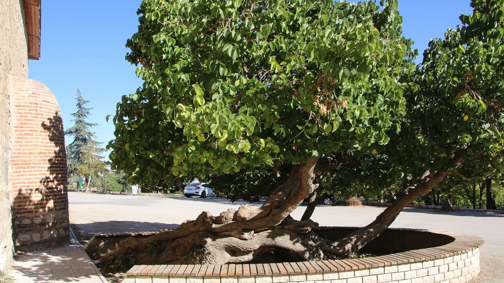 Elazığ'da ki Ağacın Hikayesi Herkesi Şaşırtıyor
